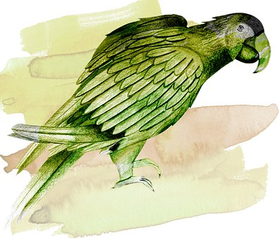 Free Parrot Bird illustration and picture