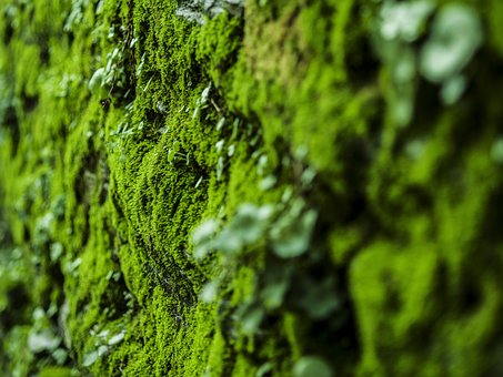 Free Moss Nature photo and picture
