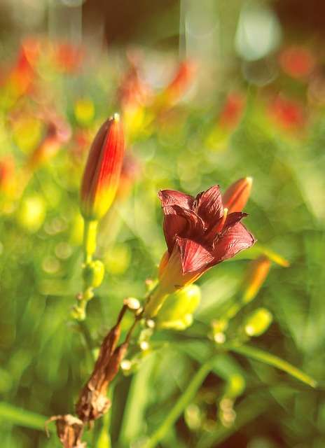 Lilie, Blume, Knospe, Blumen Hintergrund