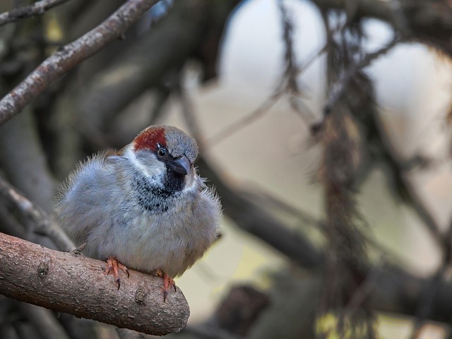 Free House Sparrow Sperling photo and picture