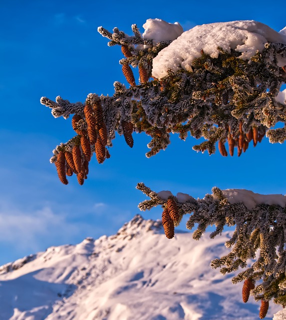 Free Fir Winter photo and picture