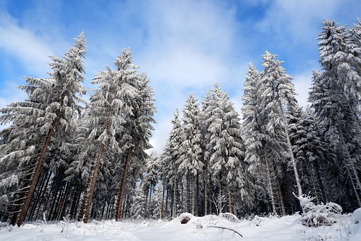 Winter, Winterwald, Schnee