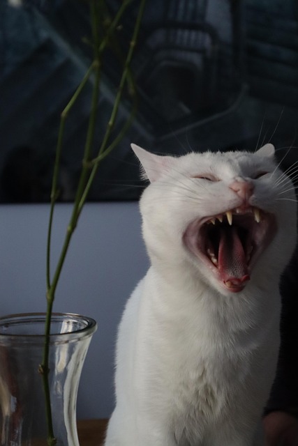 Free Scream Cat photo and picture