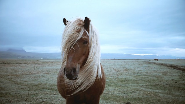 Free Animal Horse photo and picture
