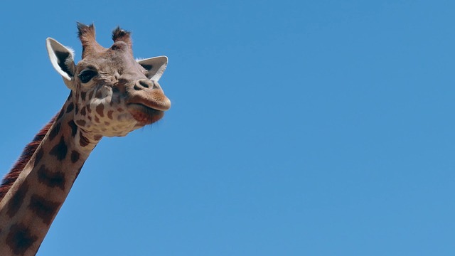 Free Giraffe Animal photo and picture