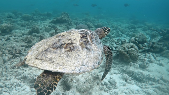 Free Tortoise Sea photo and picture