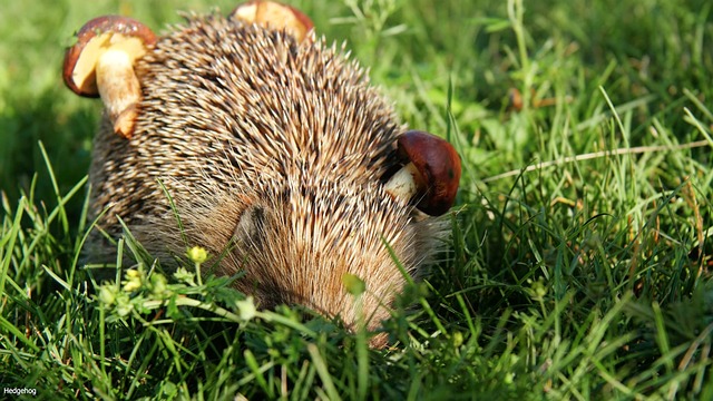 Free Hedgehog Animal photo and picture