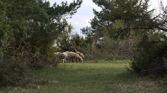 Free Sheep Trees photo and picture