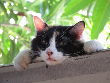 Kat, Katje, Schattig, Dier, Katachtig