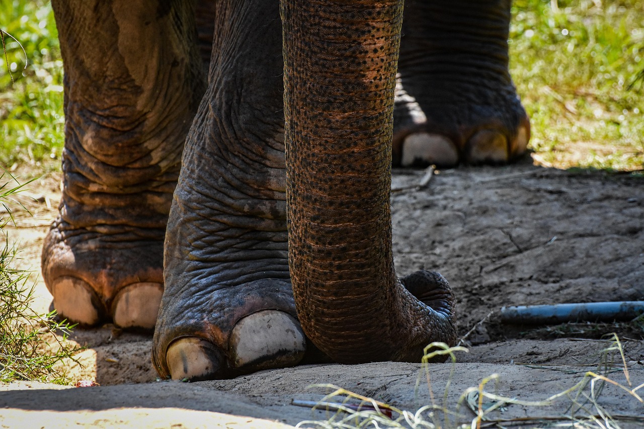 Elephant Foot Trunk Free photo on Pixabay Pixabay