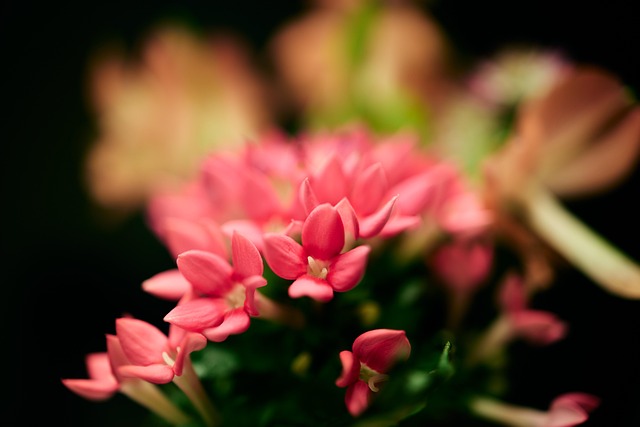 Free Flowers Pink photo and picture