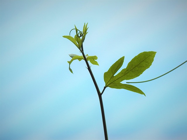 Free Plant Green photo and picture