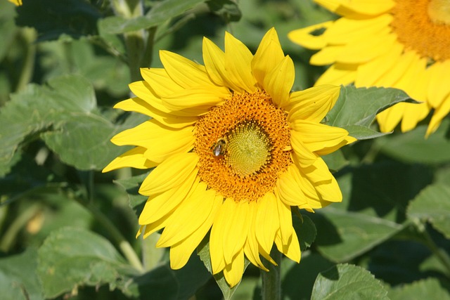Sunflower Bee Summer - Free photo on Pixabay - Pixabay