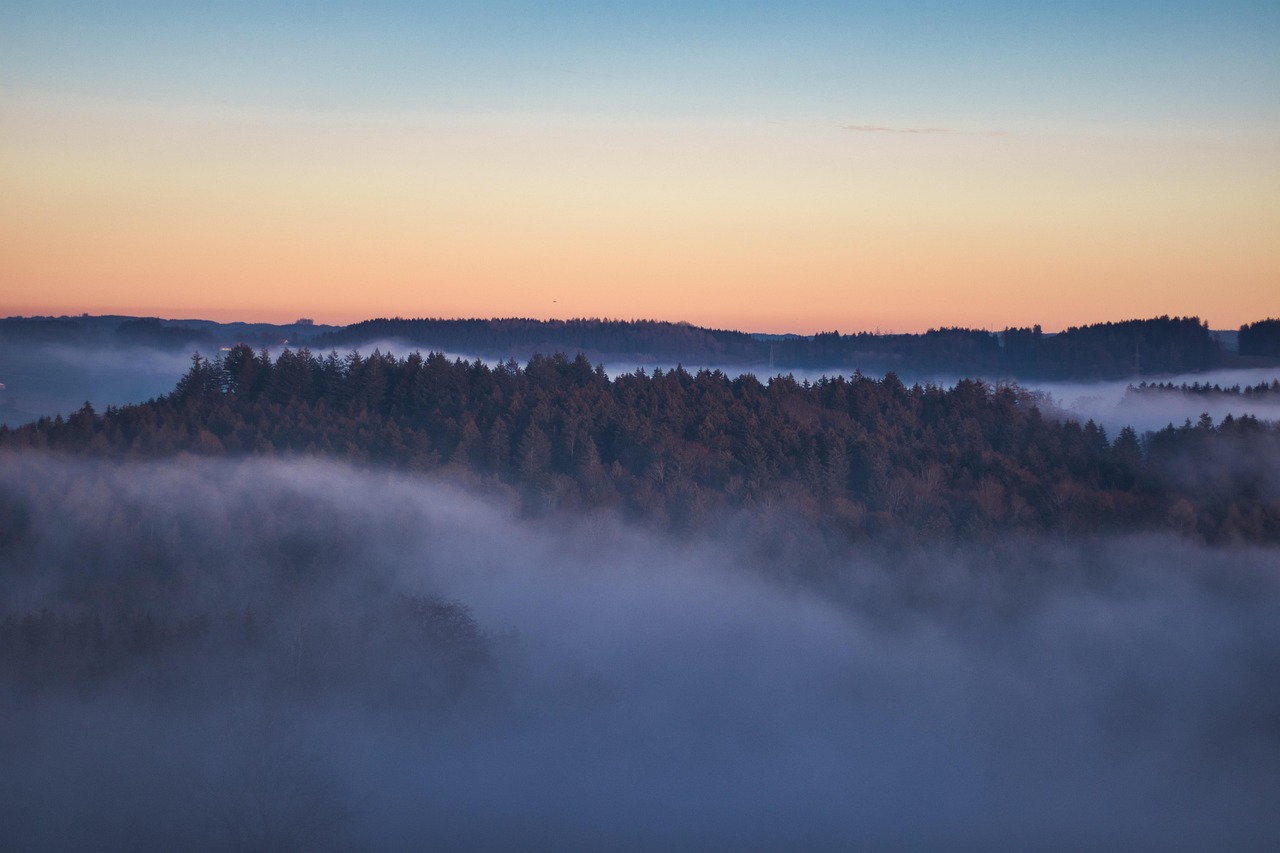 Forest - free online jigsaw puzzle photo