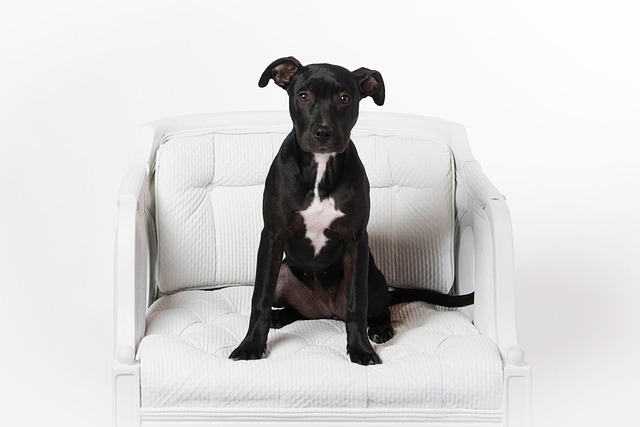 Filhote De Cachorro, Pitbull, Bonitinho