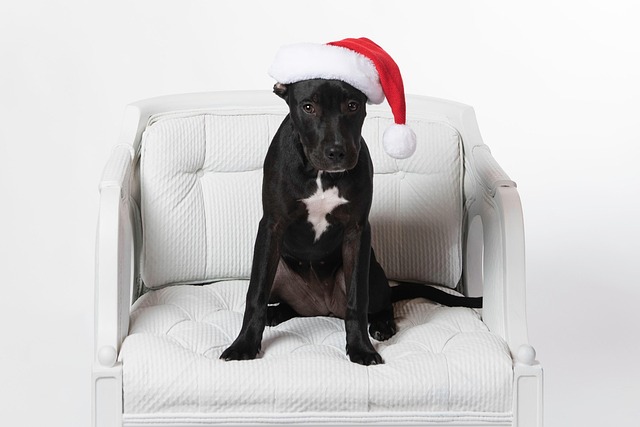 Cachorrinho De Natal, Pitbull, Natal