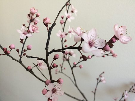 Free Blossom Bloom photo and picture