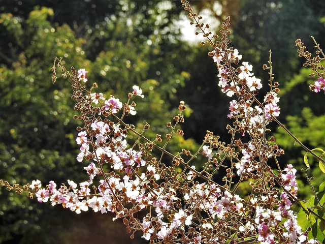 Free Flower Garden photo and picture