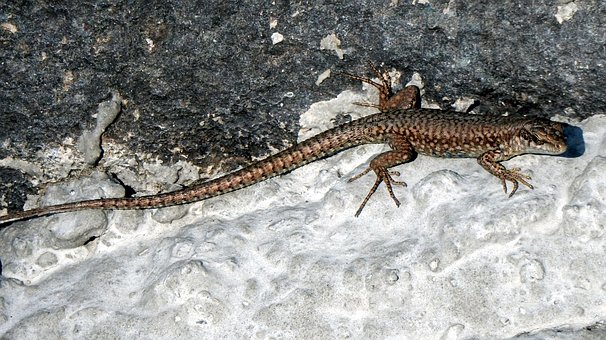 Gecko, Ještěrka, Kámen, Plaz, Zvíře