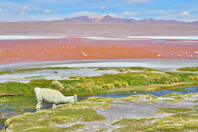 Uyuni, Salinas, Bolivia, Naturaleza
