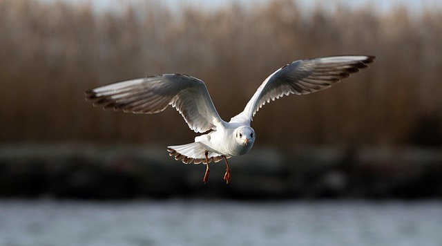 Free Seagull Bird photo and picture
