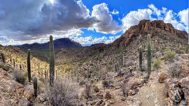 Free Desert Cactus photo and picture