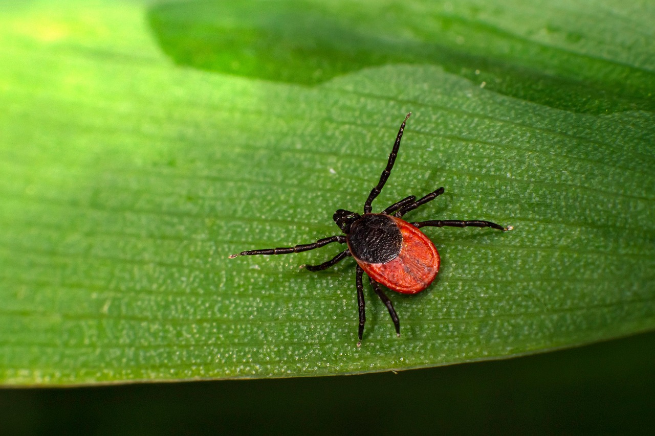 100 Free Plant Diseases Tick Images Pixabay