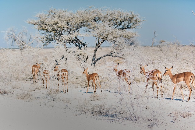 Free Africa Animal photo and picture