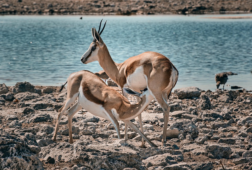 Antelope Animals Safari - Free photo on Pixabay - Pixabay