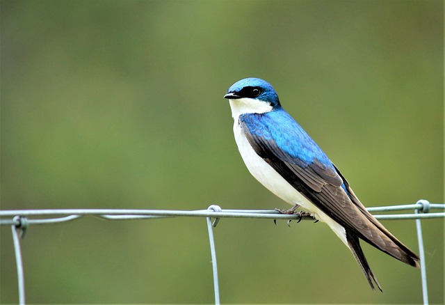 Free Bird Swallow photo and picture