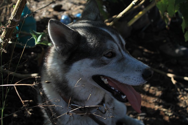Rauque Chien Rauque Loup Les - Photo gratuite sur Pixabay - Pixabay