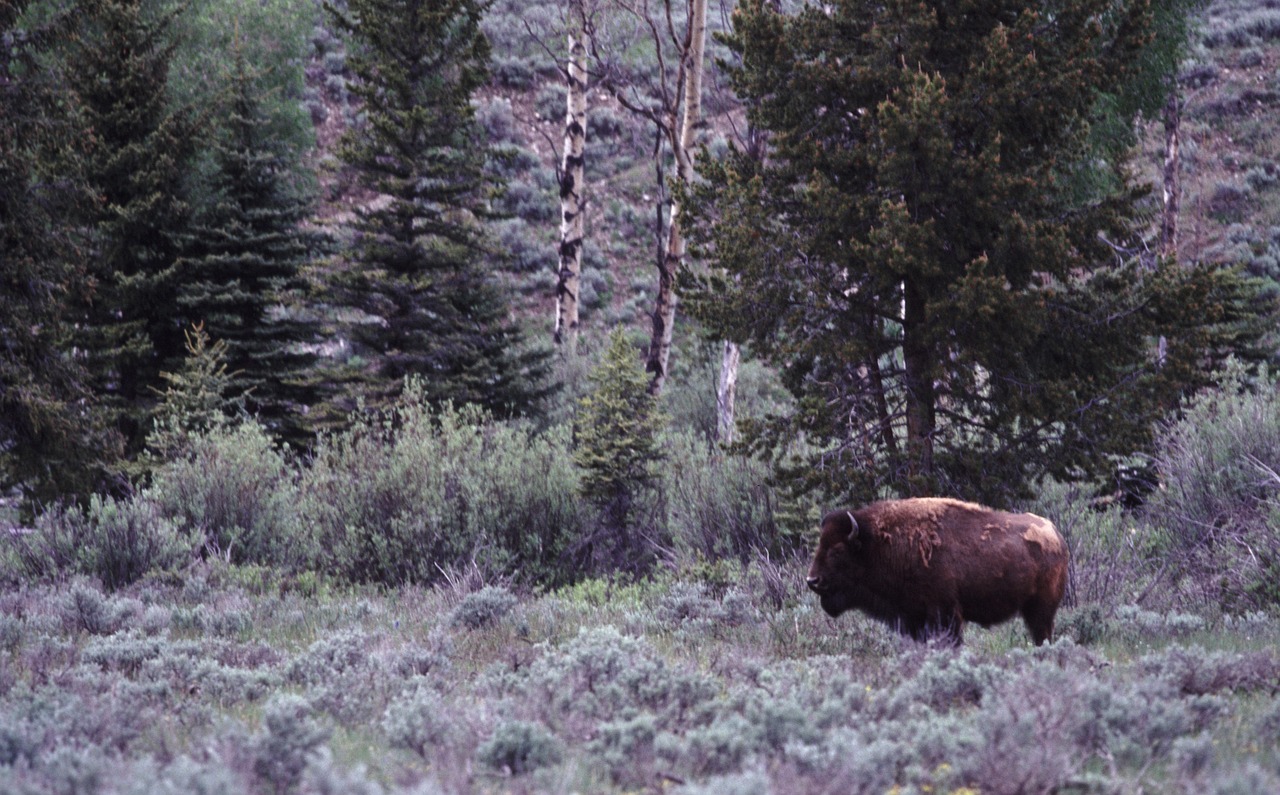 Bison Wildlife Buffalo - Free photo on Pixabay - Pixabay