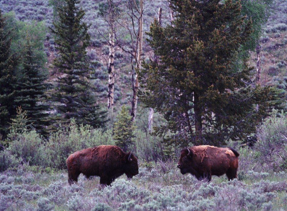 Bison Wildlife Buffalo - Free photo on Pixabay - Pixabay