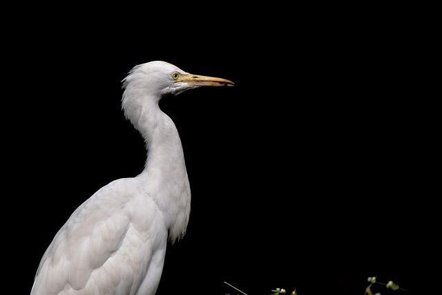 Free Egret Bird photo and picture