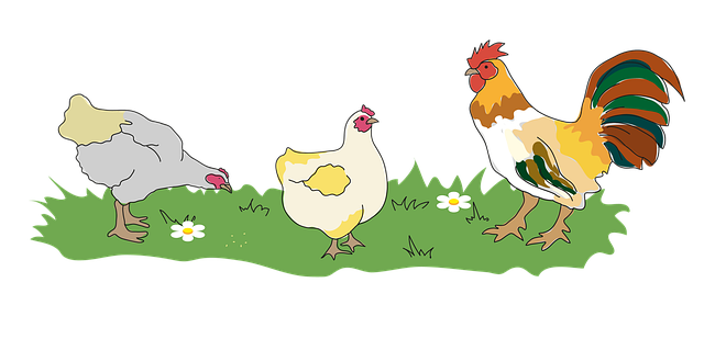 Free rooster chicken birds illustration