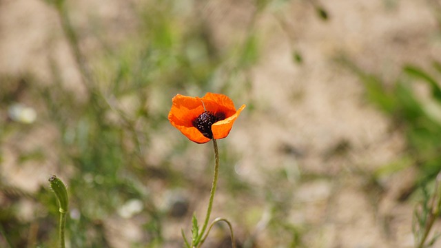 Free Poppy Flower photo and picture