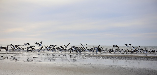Free Seagulls Birds photo and picture