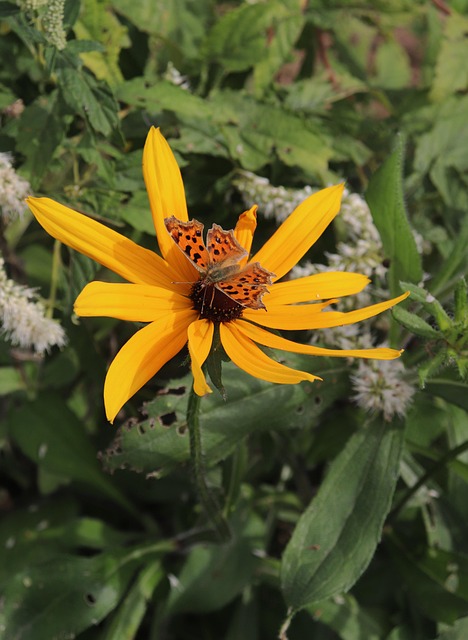 Free Butterfly Chrysanthemum photo and picture