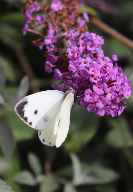 Free Butterfly Purple Flower photo and picture