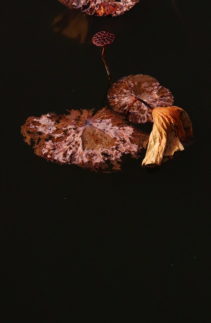 Free Lotus Leaf Heart Of A Lotus Seed photo and picture