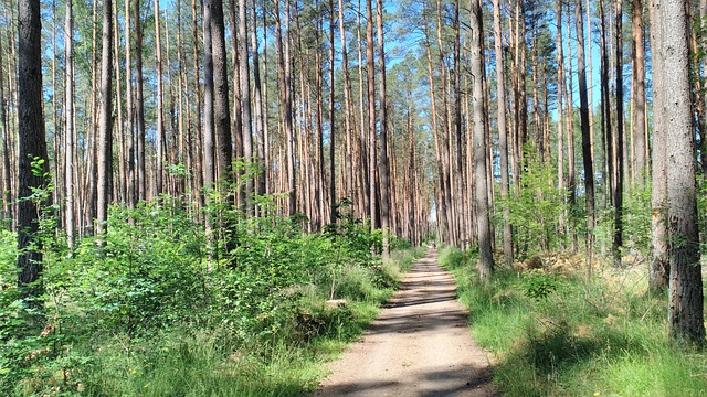 Free Forest Trees photo and picture