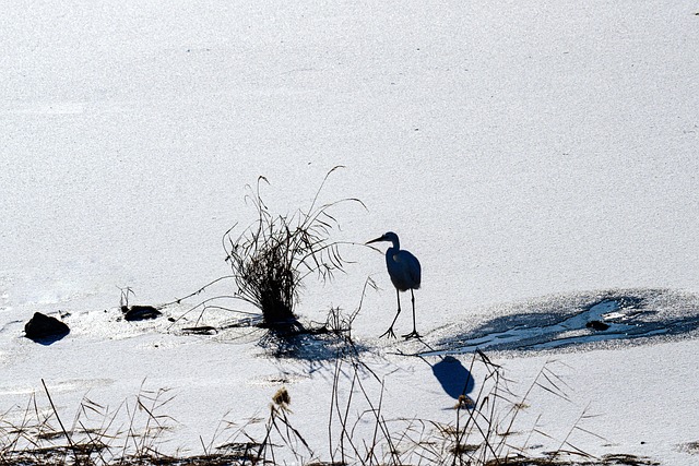 Heron Bird Snow - Free photo on Pixabay - Pixabay