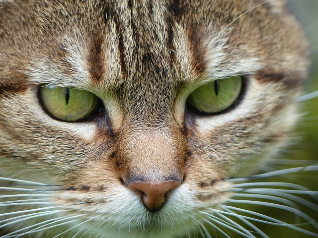 Free Cat World photo and picture