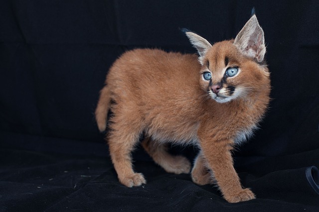 Free Cat World photo and picture