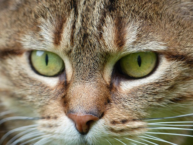 Free Cat World photo and picture