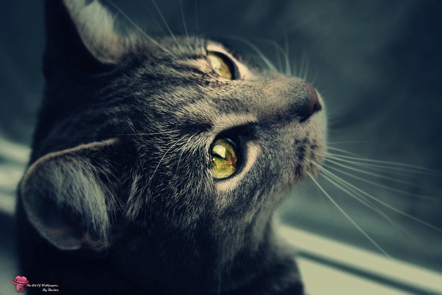 Free Cat World photo and picture