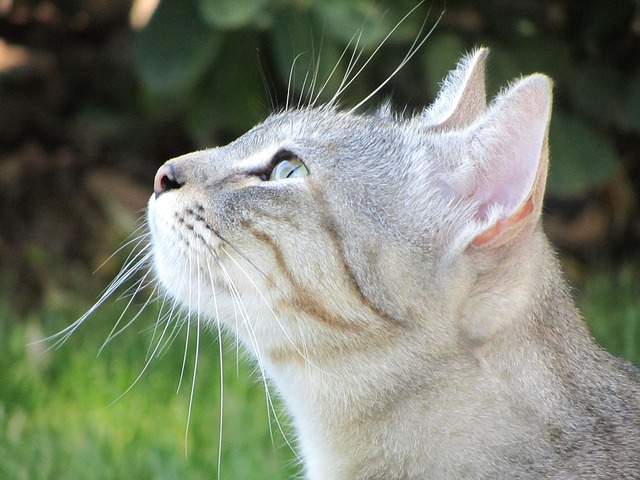 Free Cat World photo and picture