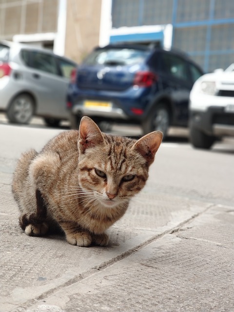 Free Cat World photo and picture