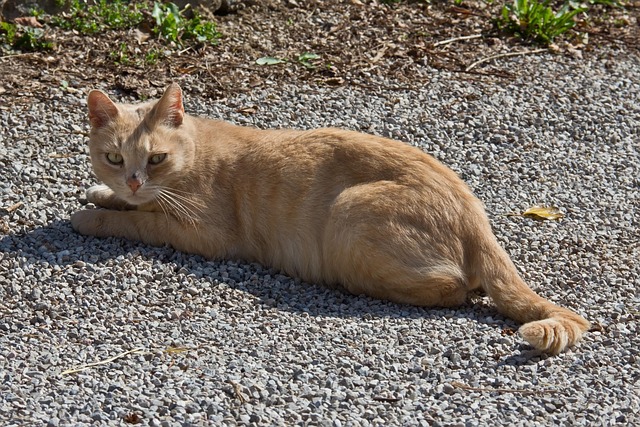 Free Cat Feline photo and picture