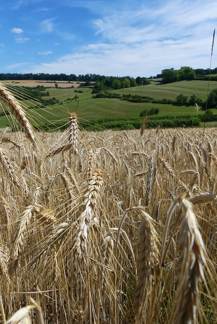 Free Grain Field Landscape photo and picture
